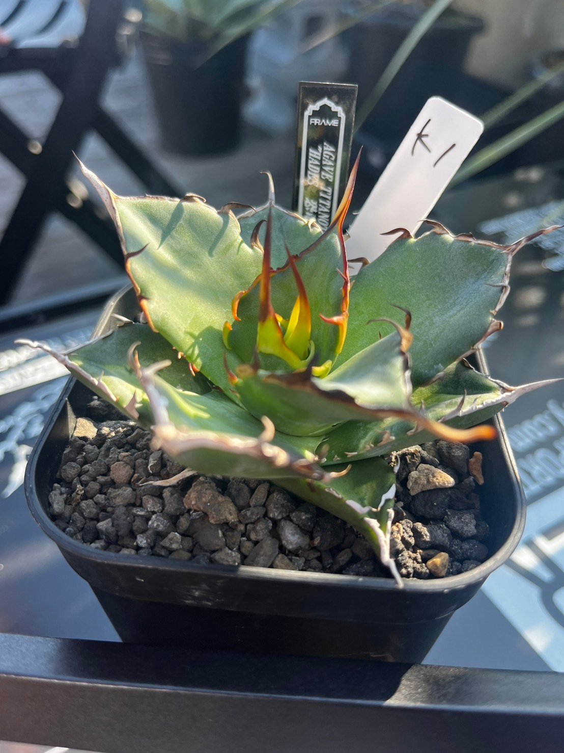 Agave titanota 'Hades' 子株SOLDOUT | plants life Agave titanota 'Hades' 子株SOLDOUT | plants life