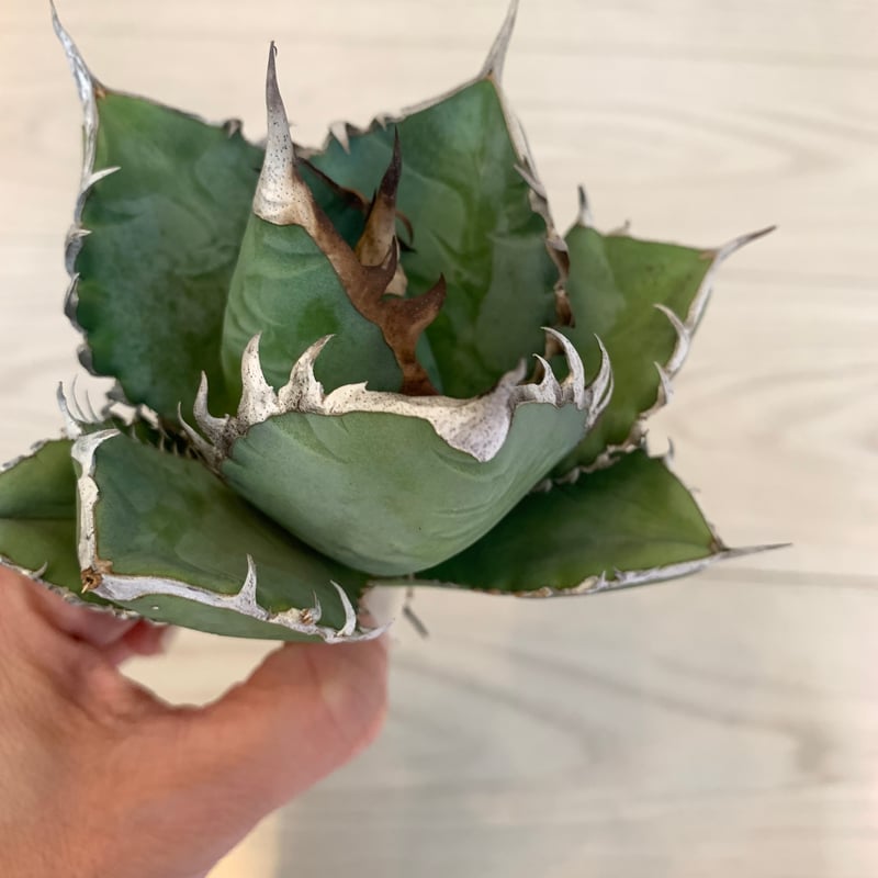 ラスト！激ヤバ実生選抜 【 Loop plants 005 】 検 冰雹 麻花龍 1 SKY選抜実生 | plants life