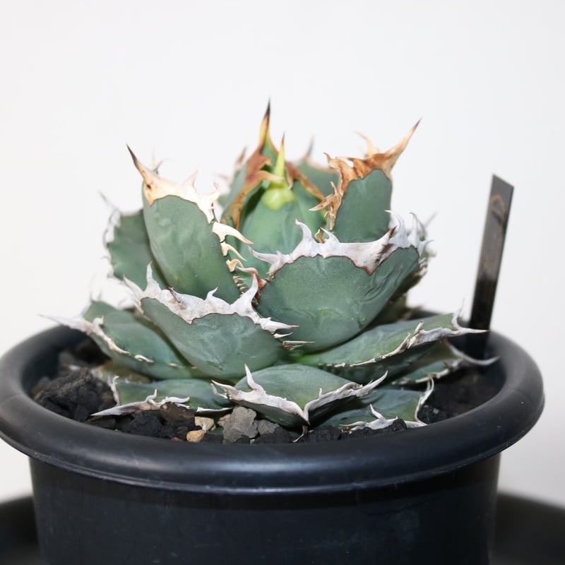 sold out | plants life sold out | plants life
