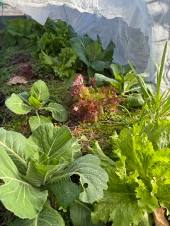 メールマガジンのサブ画像2