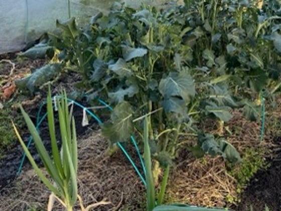 メールマガジンのサブ画像1