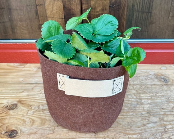 メールマガジンのサブ画像2