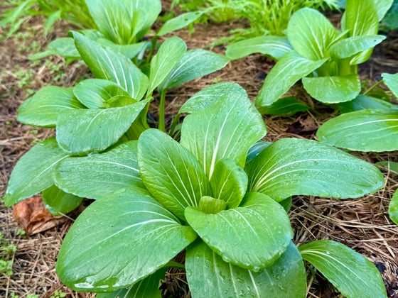 メールマガジンのサブ画像1