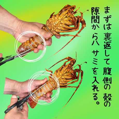 世界最高峰品質！生ロブスター・セントポール産