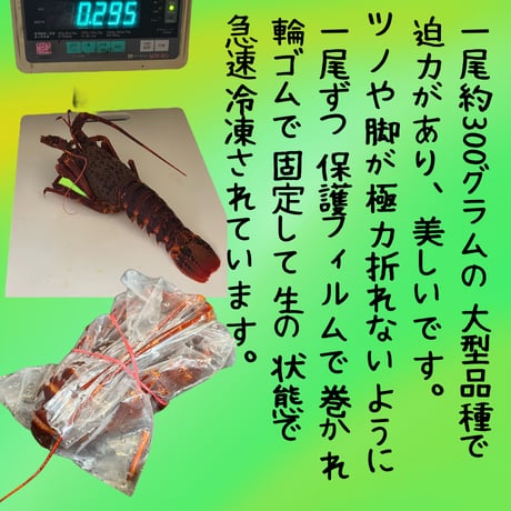 世界最高峰品質！生ロブスター・セントポール産