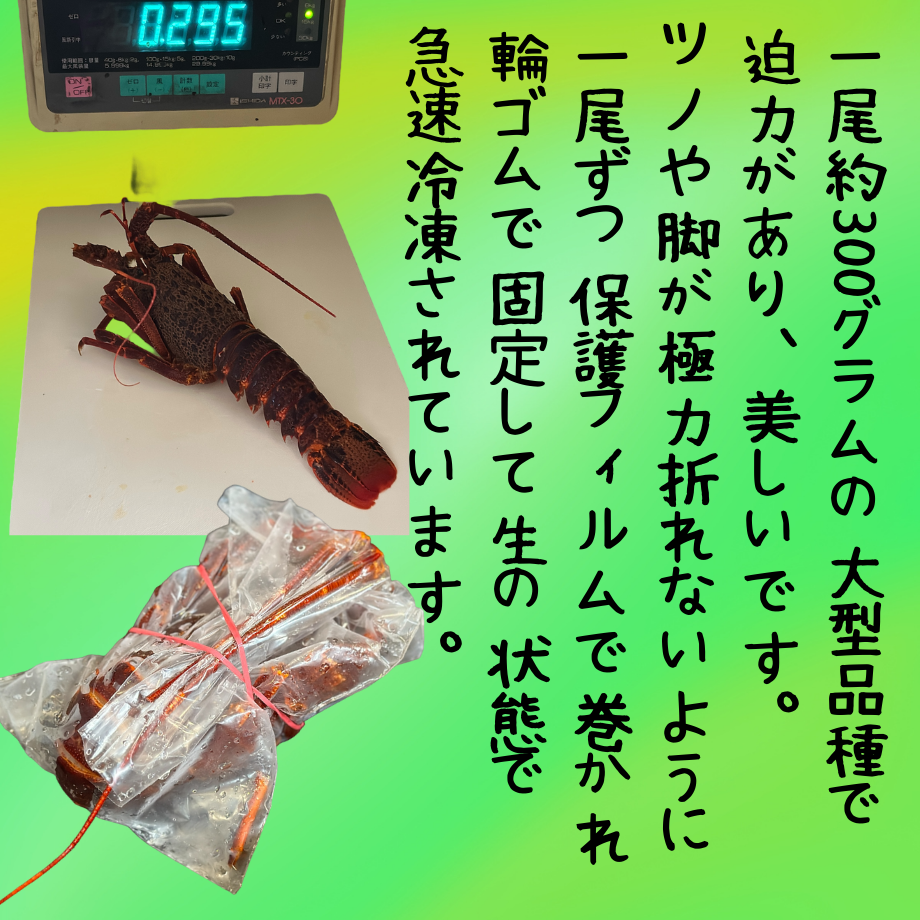 世界最高峰品質！生ロブスター・セントポール産 | STORE+328