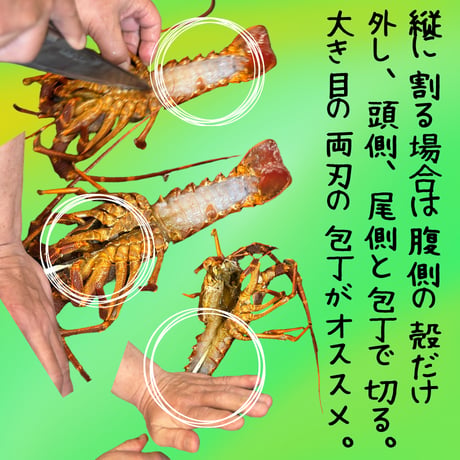 世界最高峰品質！生ロブスター・セントポール産