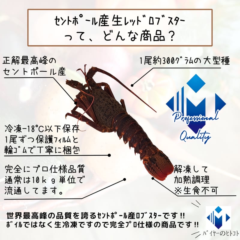 世界最高峰品質！生ロブスター・セントポール産 | STORE+328