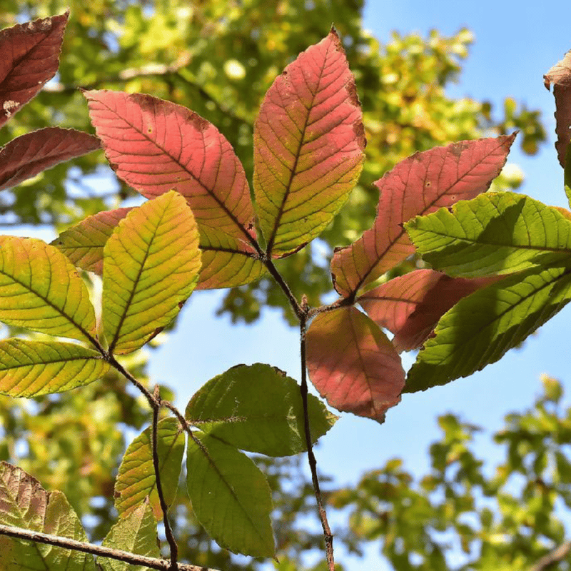 めぐすりの木 / スマホ時代の瞳に、自然のちからでリセットを | ほどよい堂