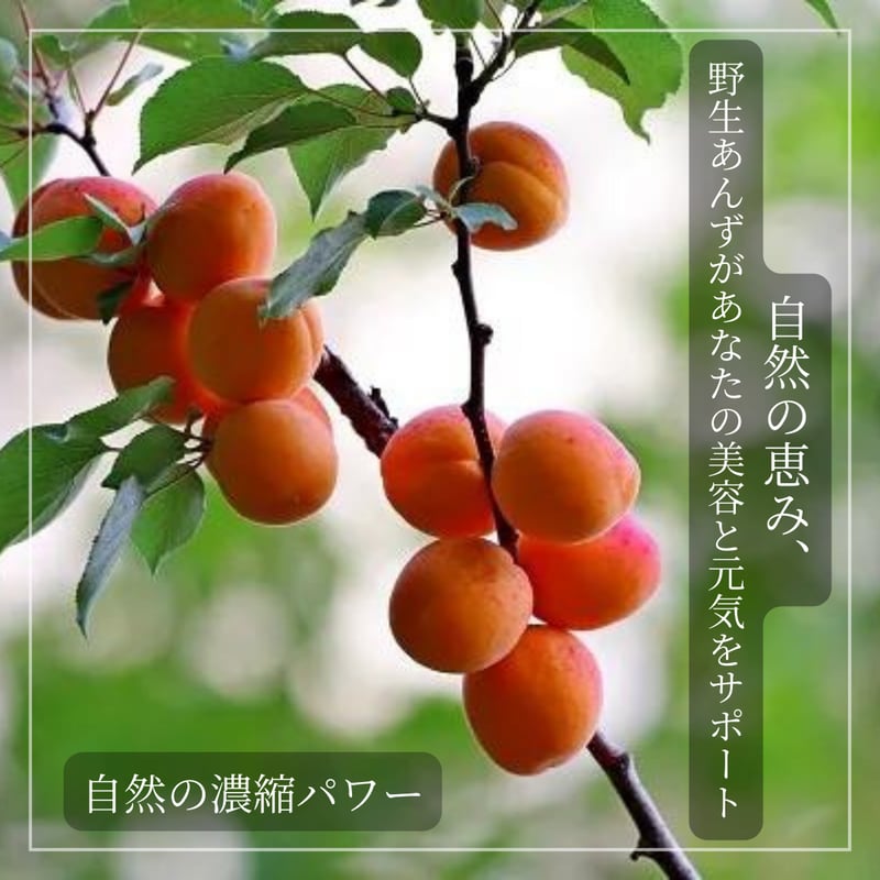 野生あんず（無農薬栽培 無添加）/ 自然の酸っぱさが、私をととのえる