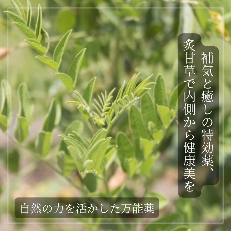 炙甘草（しゃかんぞう）/ 甘く、やさしく、心までほどける | ほどよい堂