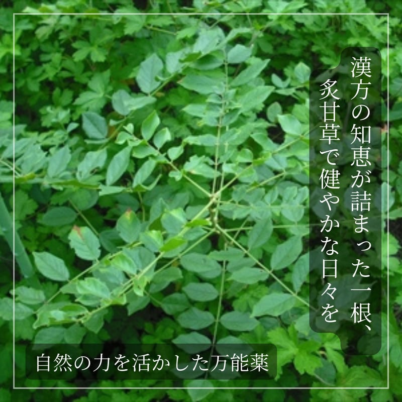 炙甘草（しゃかんぞう）/ 甘く、やさしく、心までほどける | ほどよい堂