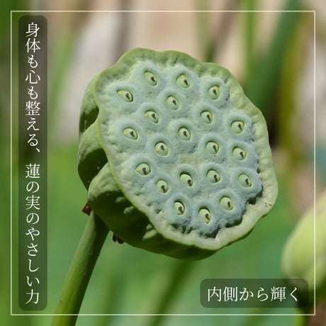 蓮の実（蓮子）無添加 / ホクホク、しあわせ。体が笑顔になる食卓へ