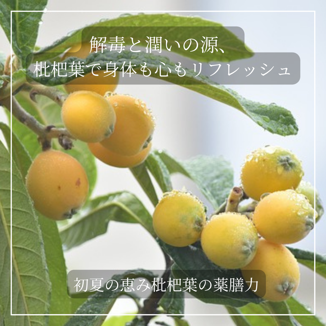 枇杷の葉　確認用 楽天市場】【国産・無農薬】生葉（びわ）特大サイズ150g（13枚〜16枚