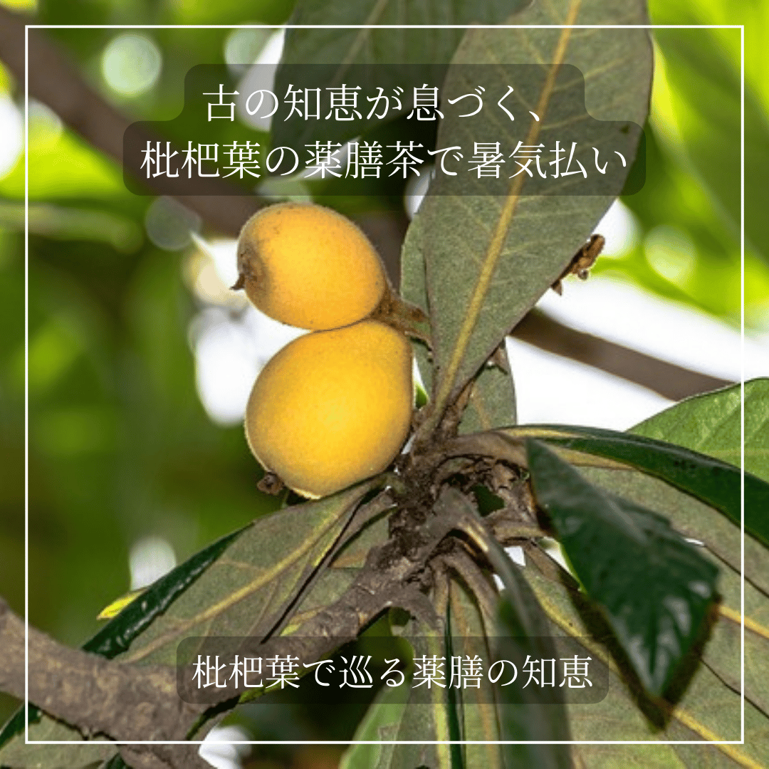 枇杷葉（びわよう）/ 熱を冷まし、気分もスッと軽やかに。枇杷葉の清涼