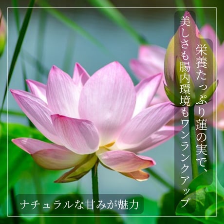 蓮の実（蓮子）無添加 / ホクホク、しあわせ。体が笑顔になる食卓へ