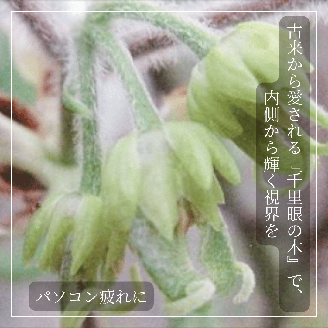 めぐすりの木 / スマホ時代の瞳に、自然のちからでリセットを | ほどよい堂