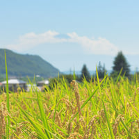 亀之山農園の自然栽培米　5kg