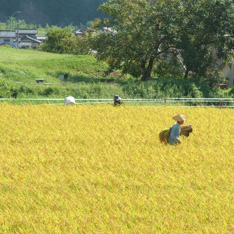 亀之山農園の自然栽培米　30kg