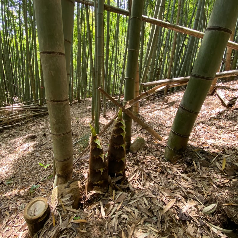 タケノコアチャール | murata base