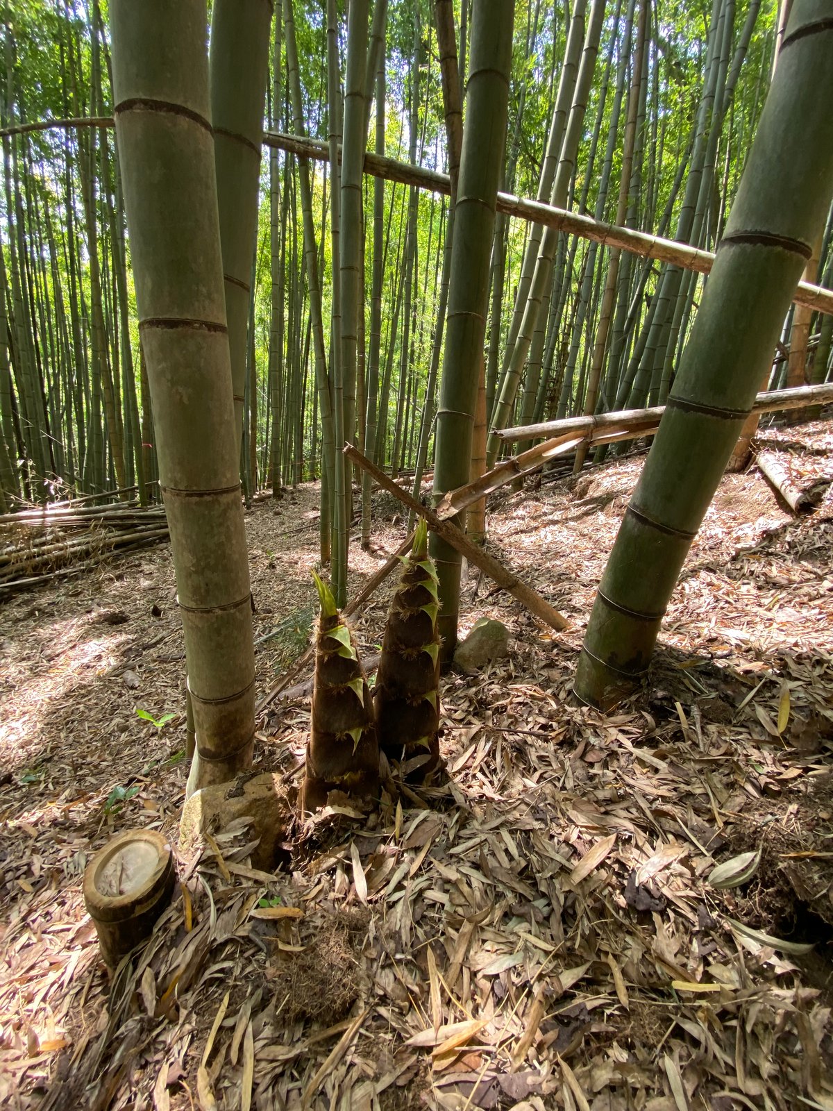 タケノコアチャール | murata base