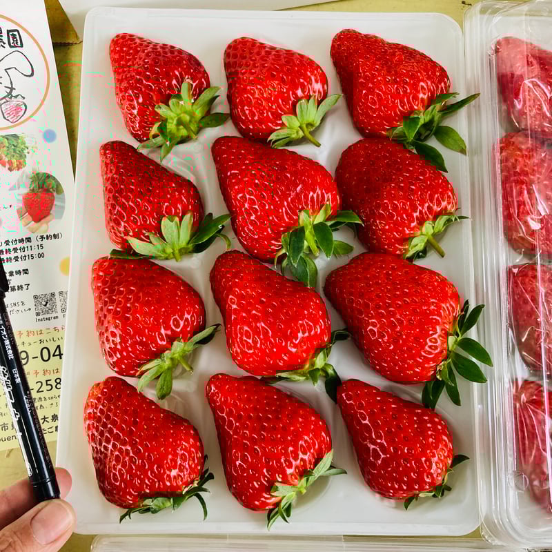 ①苺 ①苺 いちご① いちごページ 椿 Buy ZX 8000 'Strawberry Latte