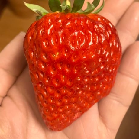 いちご（紅ほっぺ）