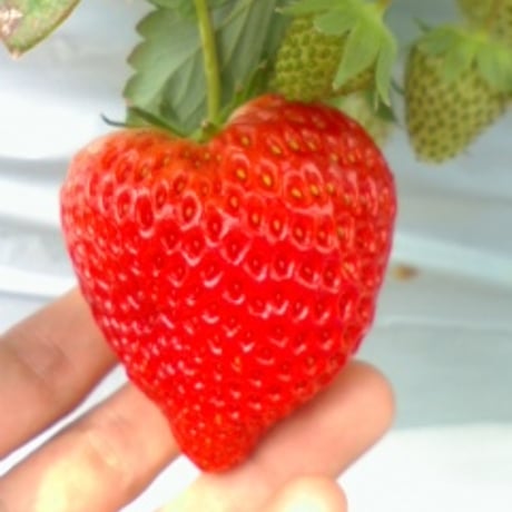 いちご狩りチケット