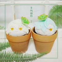 ちょこんとふらわー　多肉植物２