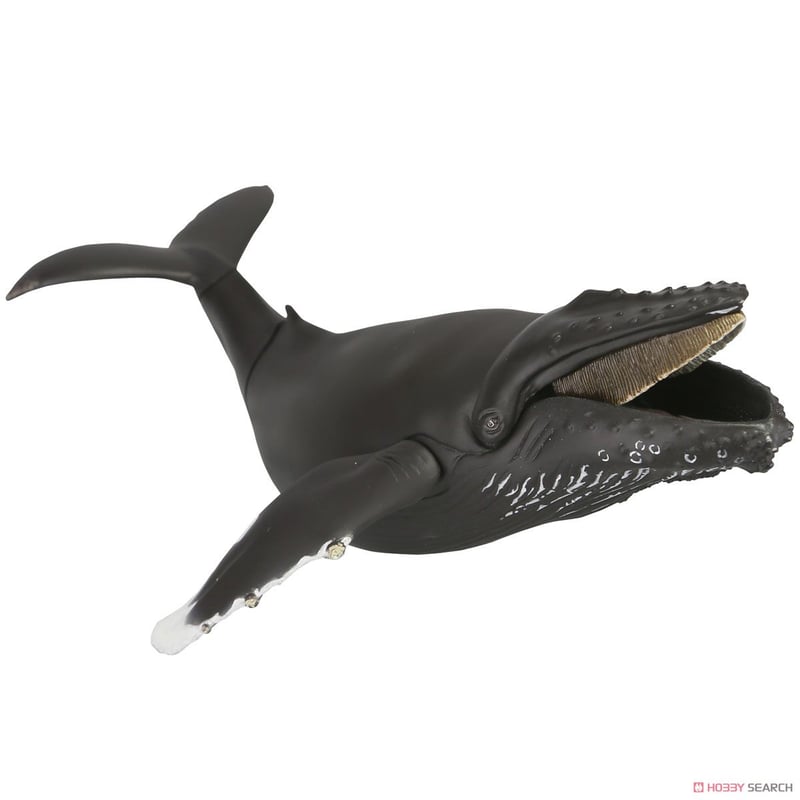 ザトウクジラの骨 ザトウクジラ Humpback whale - Download Free 3D model by 大阪