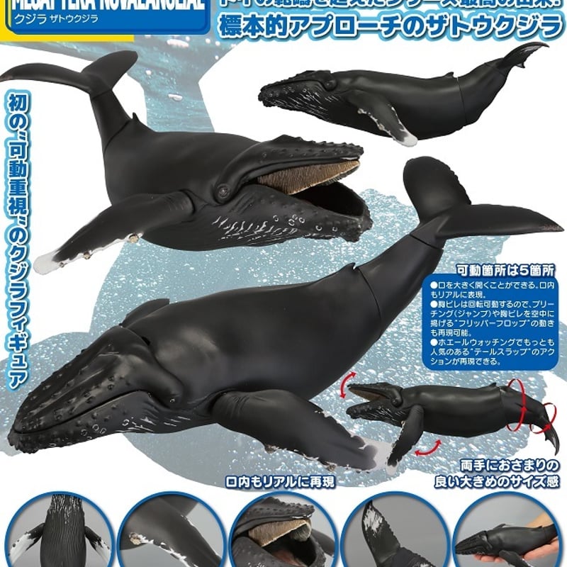 ザトウクジラ クジラ・アクスタ（ザトウクジラ） | クジラの雑貨屋さん