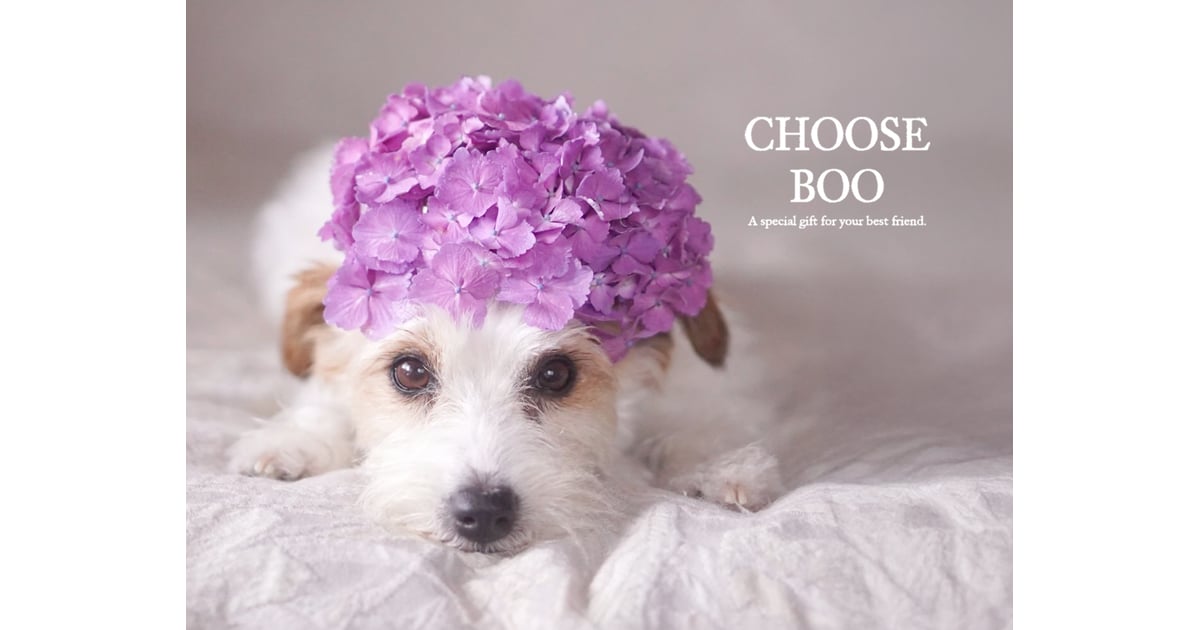 CHOOSE BOO