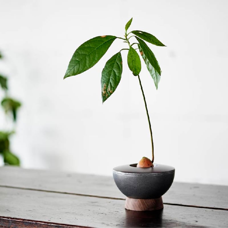 【アボカド】火鉢 Avocado Vase アボカドベース / Ilex Studio アイレックススタジオ