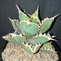 アガベ チタノタシーザー | EnjoyFarm