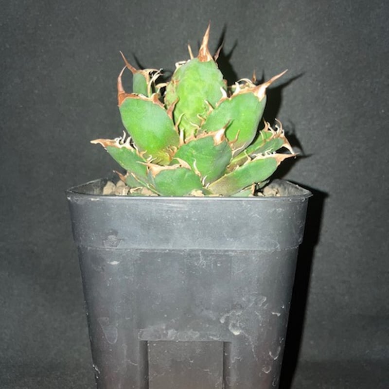 アガベ チタノタシーザー | EnjoyFarm