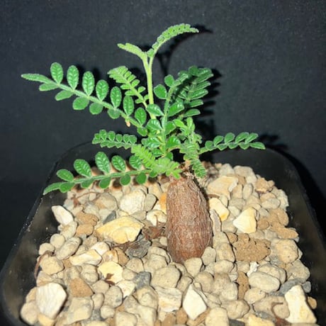 オペルクリカリアヒファエノイデス | STORES