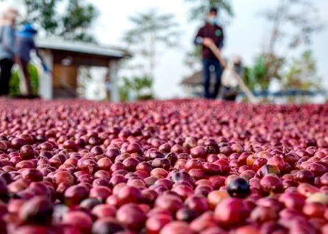 Indonesia マンデリン GR1 タイガーマウンテン