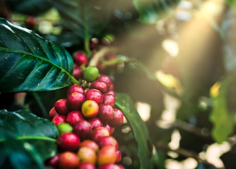 Brazil  レクレイオ農園・イエローブルボン