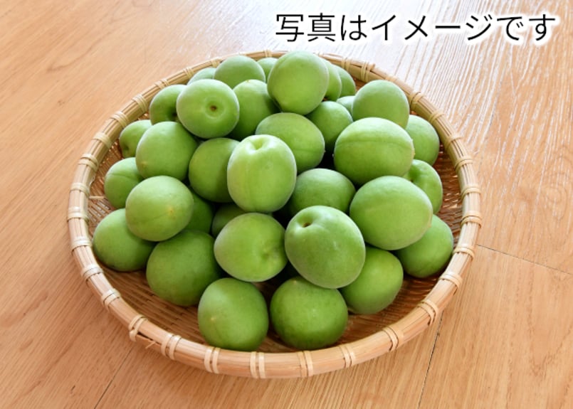 品種：白加賀 / 熟度：青梅 / サイズ：M〜L / 内容量：5kg | 梅農園