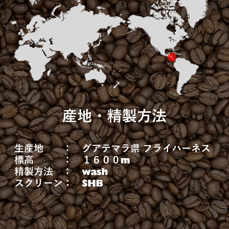 🔶焙煎所受け取り専用 送料0円]グアテマラ フライハーネス