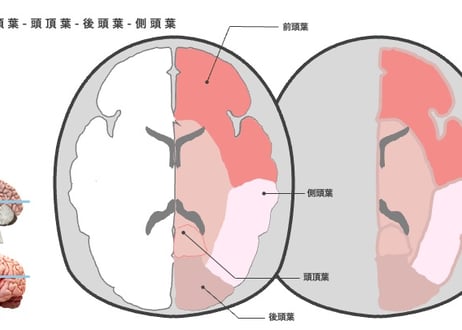 動かせる脳画像（パワポ素材）