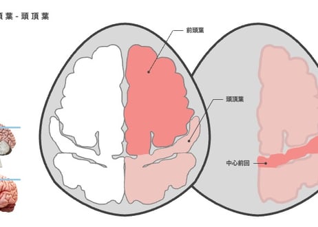 動かせる脳画像（パワポ素材）