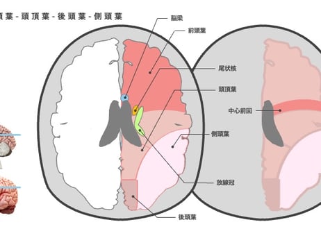 動かせる脳画像（パワポ素材）