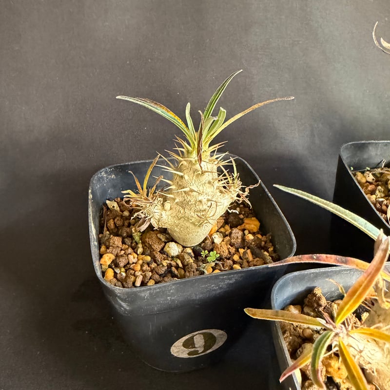 グラキリス 実生 5株セット ②G | HANDS PLANTS