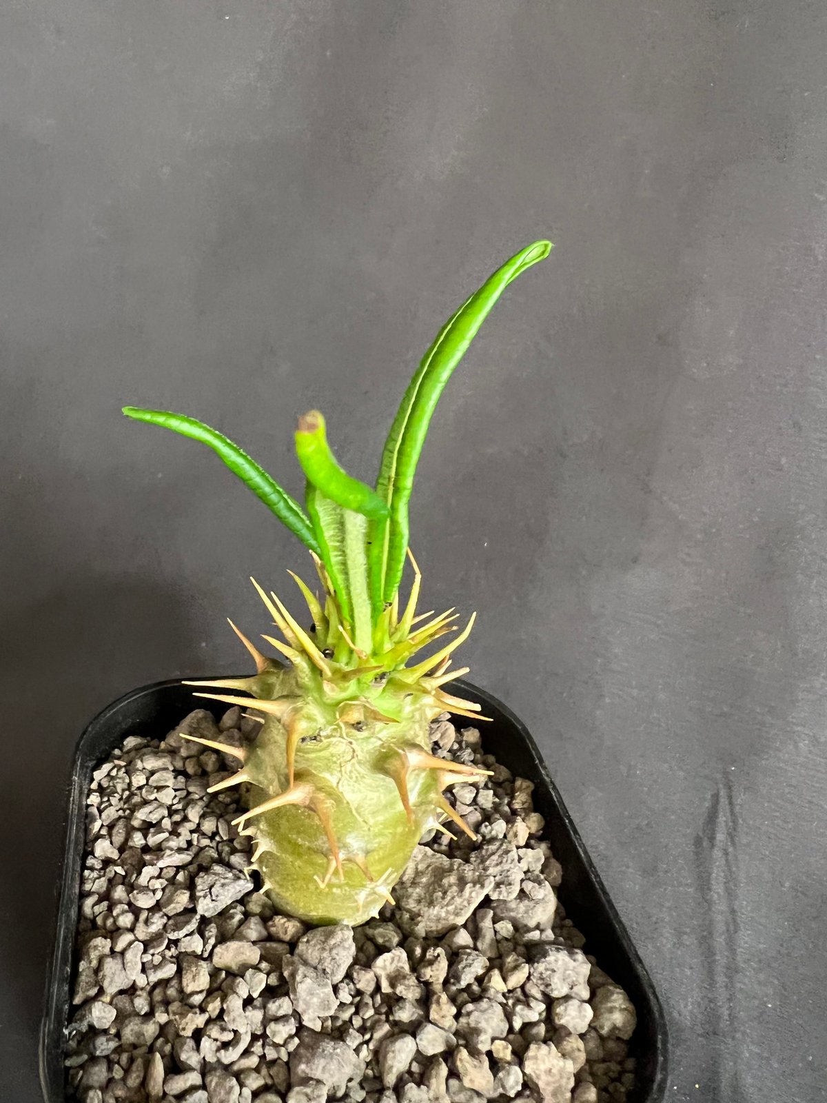 パキポディウム・アンボンゲンセ実生 ② | HANDS PLANTS