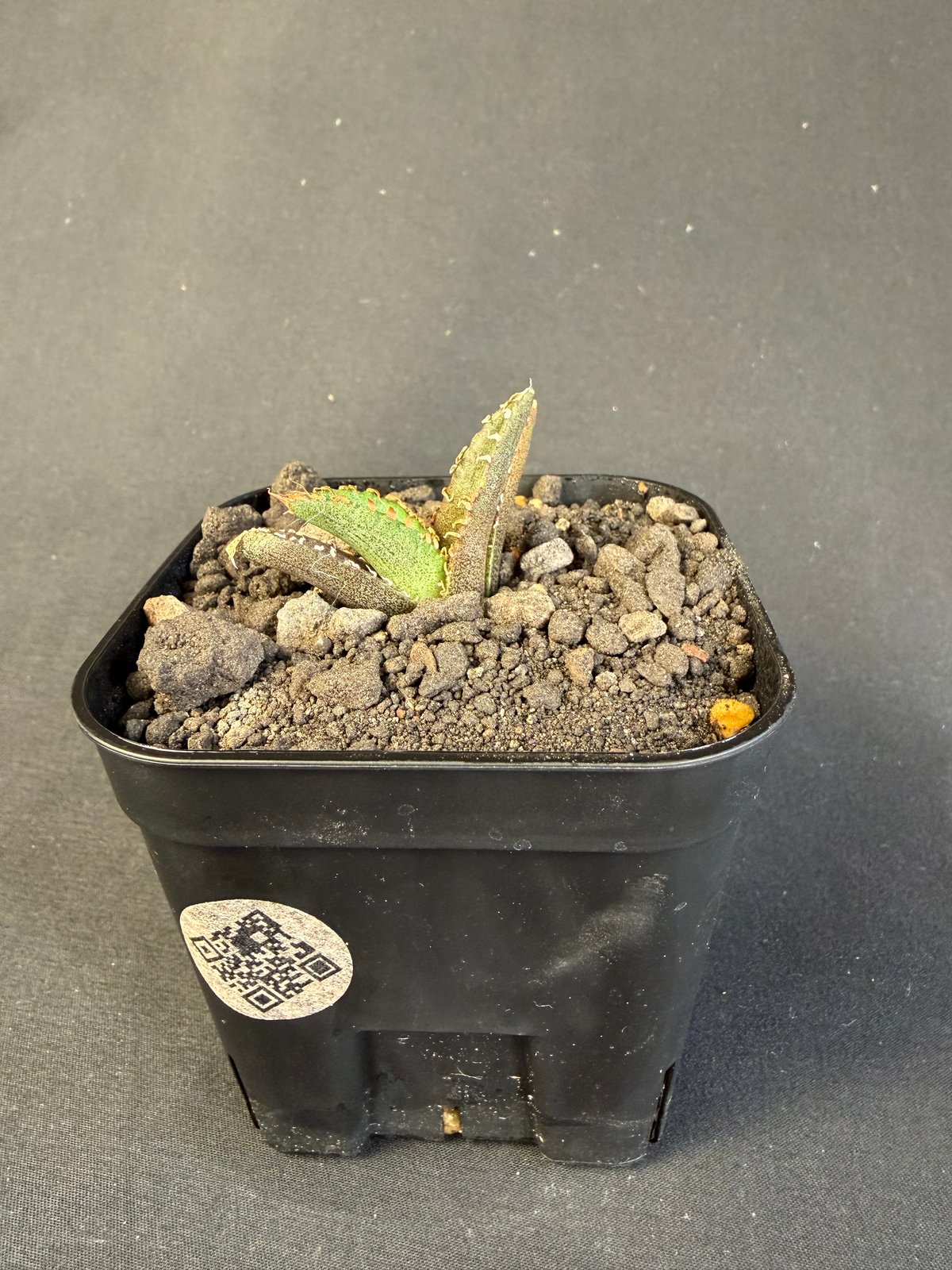 アガベ チタノタ 氷雹（ひょうひょう)子株 | HANDS PLANTS