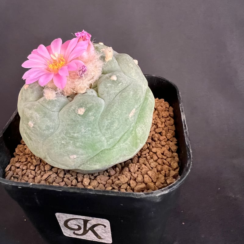 サボテン🌵ロフォフォラ銀冠玉 | HANDS PLANTS