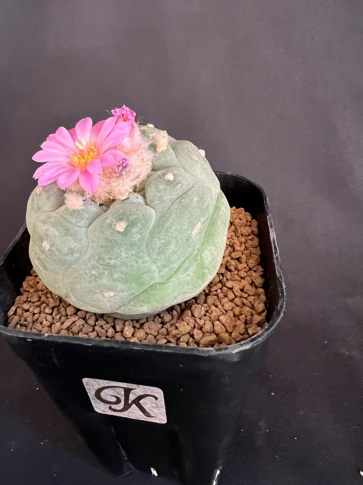 サボテン🌵ロフォフォラ銀冠玉 | HANDS PLANTS