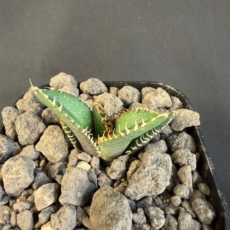 アガベ チタノタ 金蟾（きんせん）子株 ⅵ | HANDS PLANTS