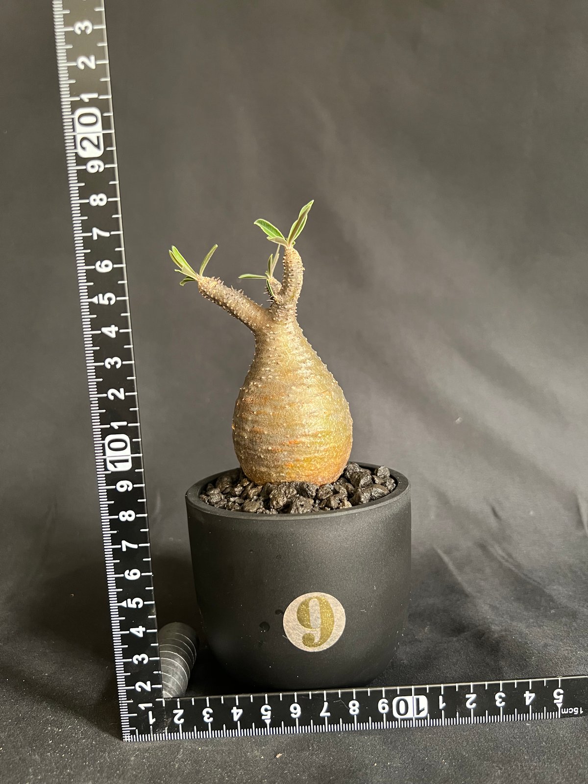 パキポディウムグラキリス 発根済み 11 | HANDS PLANTS